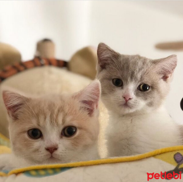 British Shorthair, Kedi  Angel fotoğrafı