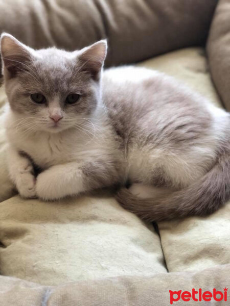 British Shorthair, Kedi  Angel fotoğrafı