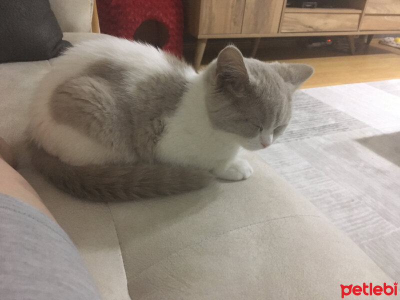 British Shorthair, Kedi  Angel fotoğrafı