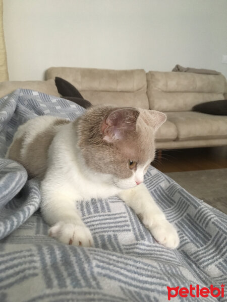 British Shorthair, Kedi  Angel fotoğrafı