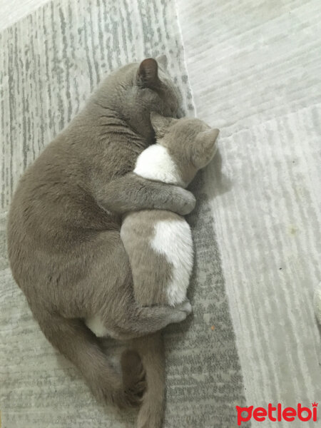 British Shorthair, Kedi  Angel fotoğrafı