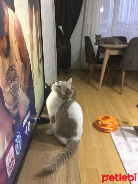 British Shorthair, Kedi  Angel fotoğrafı