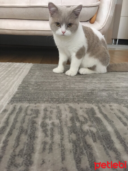 British Shorthair, Kedi  Angel fotoğrafı