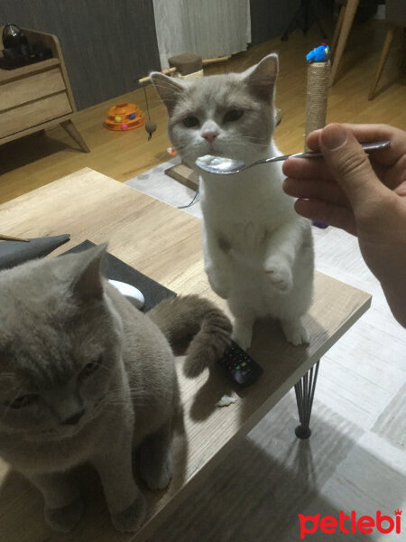 British Shorthair, Kedi  Angel fotoğrafı