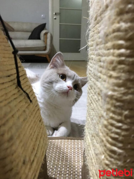 British Shorthair, Kedi  Angel fotoğrafı