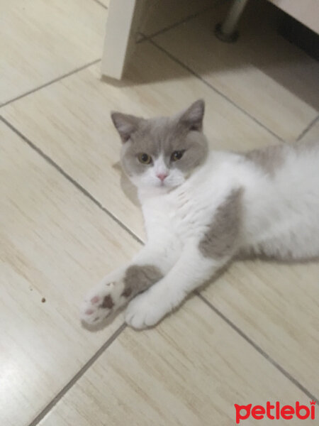 British Shorthair, Kedi  Angel fotoğrafı