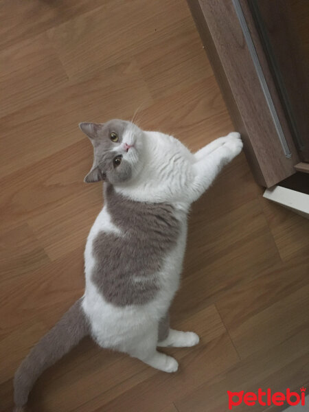 British Shorthair, Kedi  Angel fotoğrafı