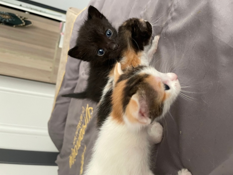Tekir Kedi, Kedi  4 tane minnoş kediş💝 fotoğrafı