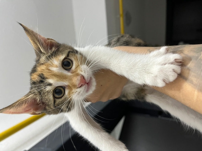 Tekir Kedi, Kedi  4 tane minnoş kediş💝 fotoğrafı