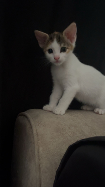 Tekir Kedi, Kedi  4 tane minnoş kediş💝 fotoğrafı