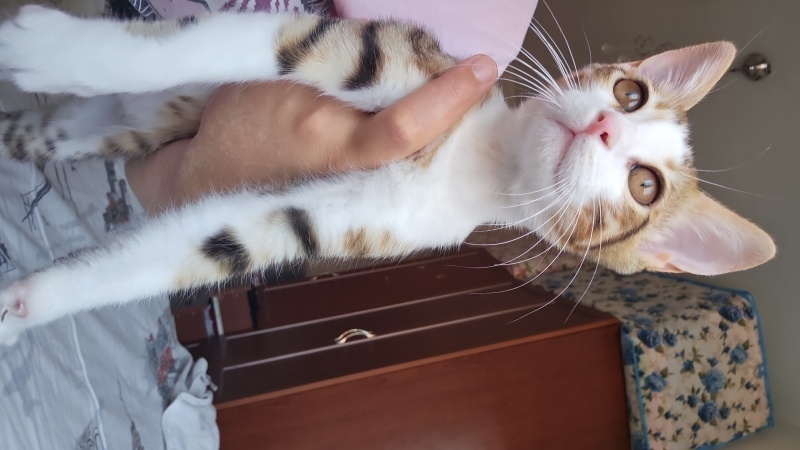 Tekir Kedi, Kedi  Sürmeli fotoğrafı