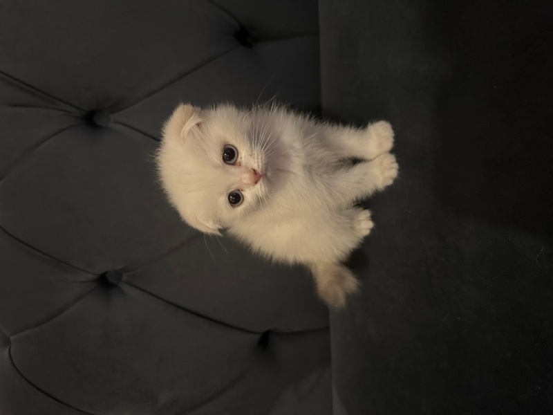 Scottish Fold, Kedi  Scotish Fold Blue Point fotoğrafı