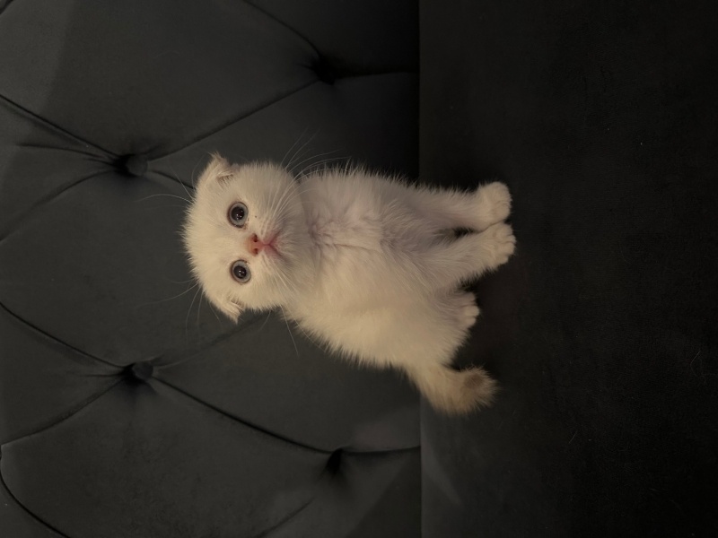 Scottish Fold, Kedi  Scotish Fold Blue Point fotoğrafı