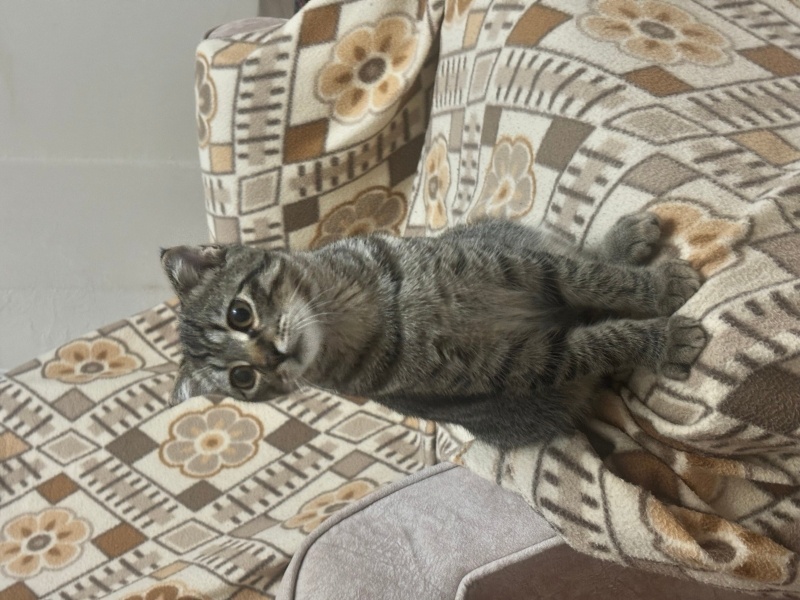 Scottish Fold, Kedi  Paşaya ömürlük sahip arıyoruz fotoğrafı