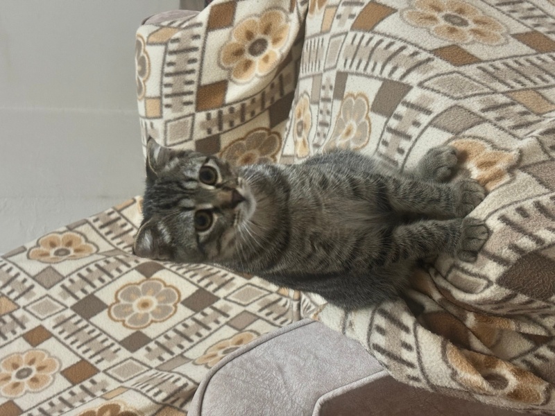 Scottish Fold, Kedi  Paşaya ömürlük sahip arıyoruz fotoğrafı