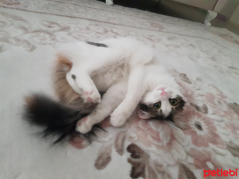 Tekir Kedi, Kedi  Churchill fotoğrafı