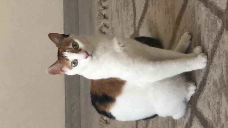 Tekir Kedi, Kedi  Klara fotoğrafı
