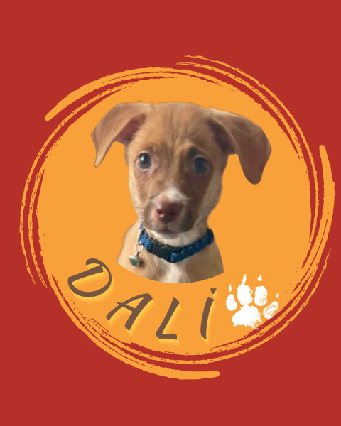 Jack Russell Terrier, Köpek  Dali fotoğrafı