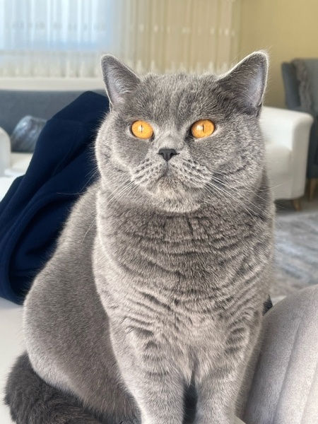 British Shorthair, Kedi  Lidya fotoğrafı