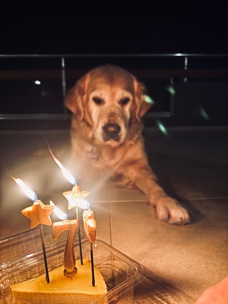 Golden Retriever, Köpek  Mathilda fotoğrafı