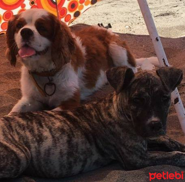 Cavalier King Charles Spanieli, Köpek  fındık fotoğrafı