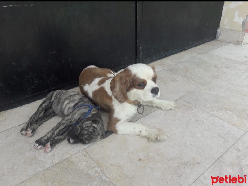Cavalier King Charles Spanieli, Köpek  fındık fotoğrafı