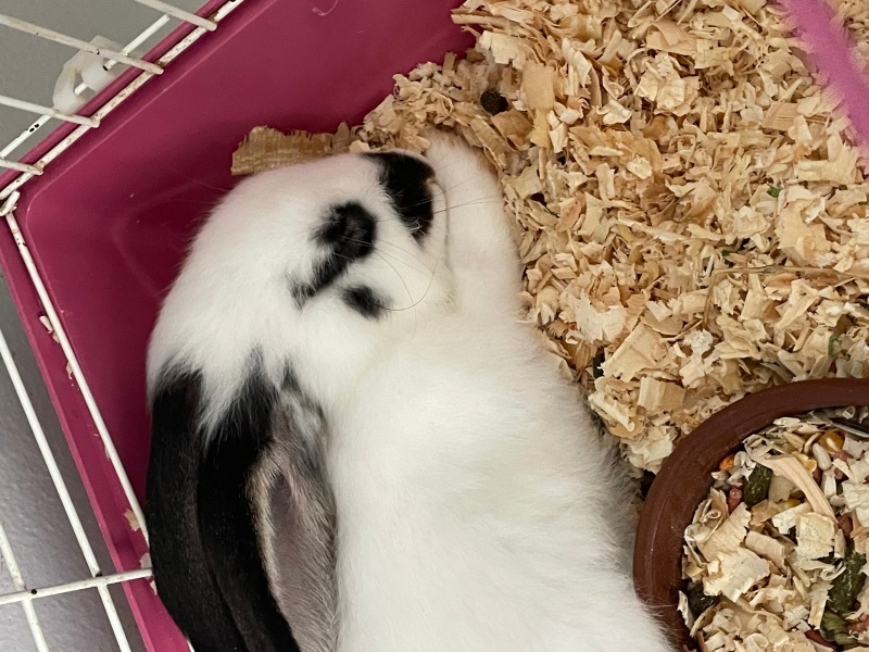 Tavşan, Kemirgen  lulu fotoğrafı
