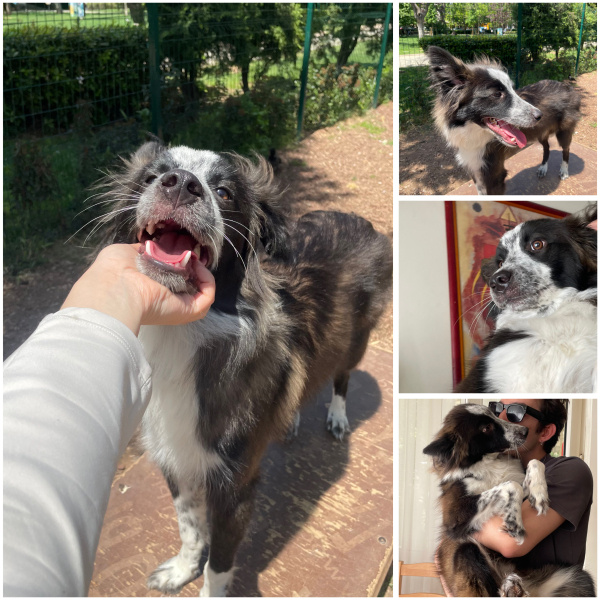 Border Collie, Köpek  Joey fotoğrafı