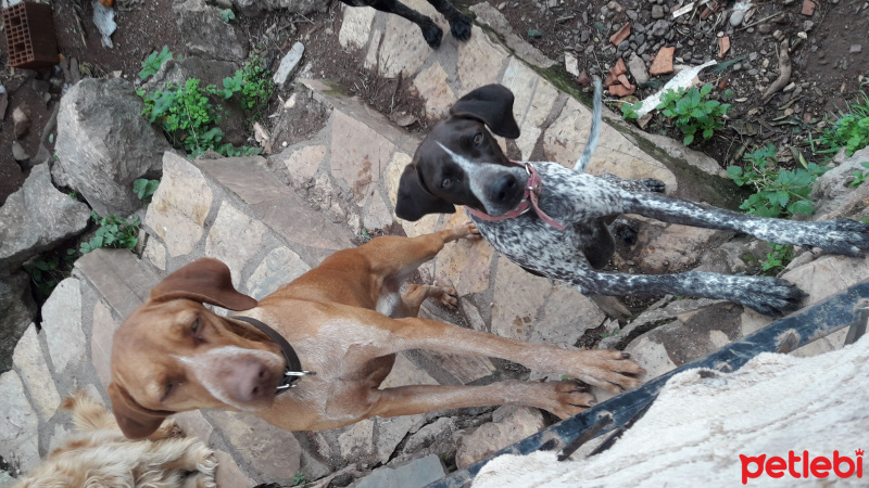 Pointer, Köpek  Yavruşlar fotoğrafı