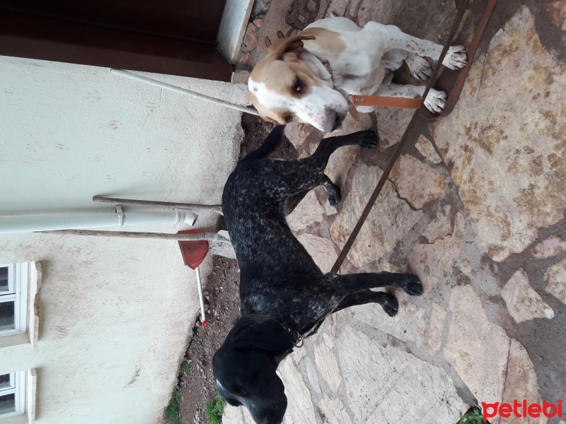 Pointer, Köpek  Yavruşlar fotoğrafı