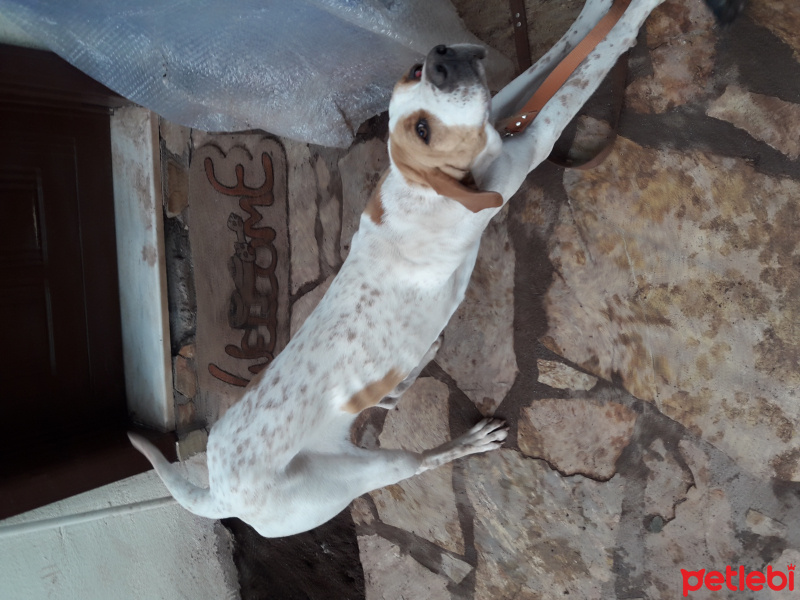 Pointer, Köpek  Yavruşlar fotoğrafı