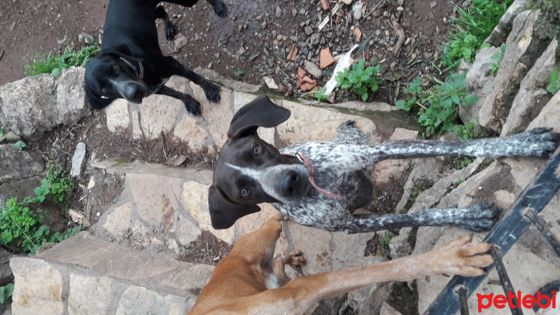 Pointer, Köpek  Yavruşlar fotoğrafı