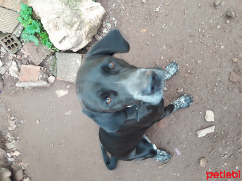 Pointer, Köpek  Yavruşlar fotoğrafı