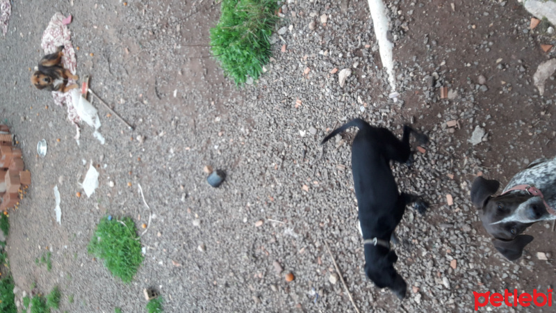 Pointer, Köpek  Yavruşlar fotoğrafı