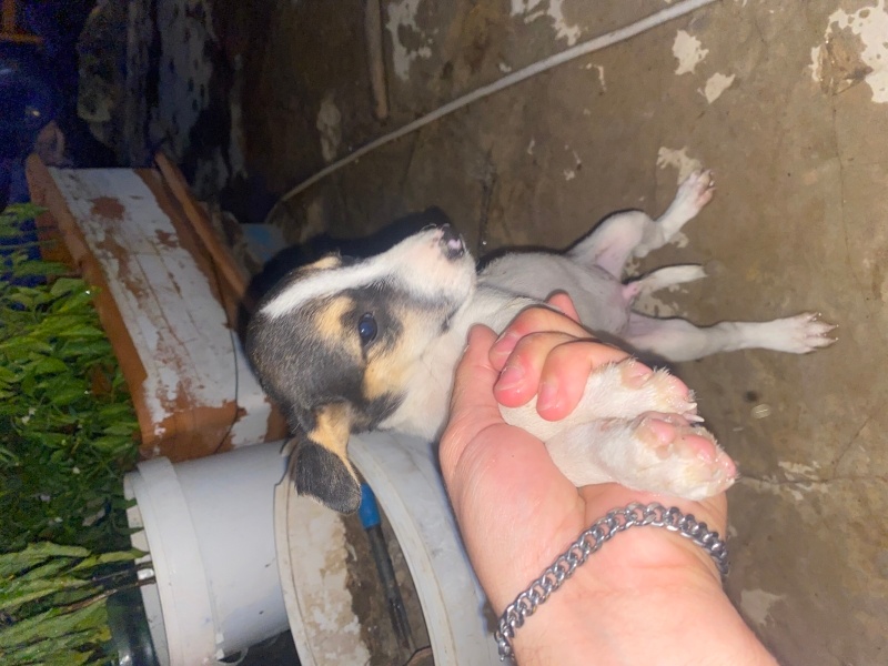 Jack Russell Terrier, Köpek  Samuel fotoğrafı