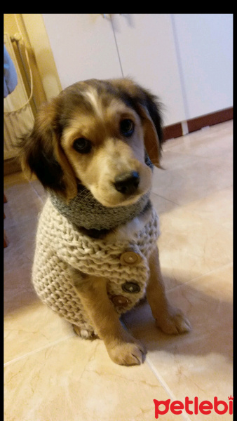 Amerikan Cocker Spaniel, Köpek  ODİN YİĞİT fotoğrafı