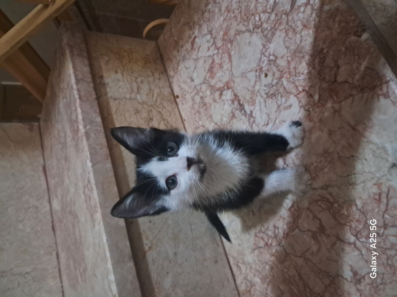 Tekir Kedi, Kedi  Sütlaç fotoğrafı