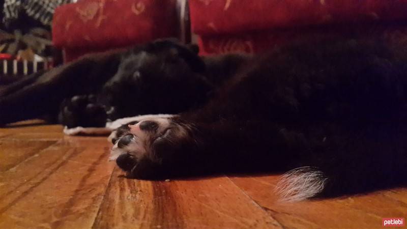 Labrador Retriever, Köpek  Çimen fotoğrafı