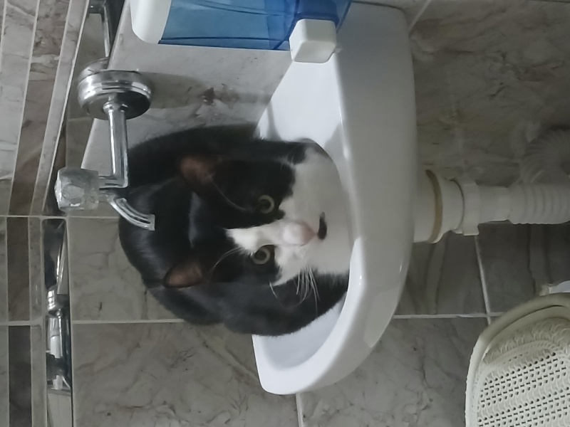 Tuxedo (Smokin) Kedi, Kedi  Loki fotoğrafı