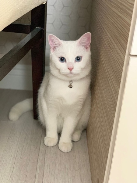 British Shorthair, Kedi  Lila fotoğrafı