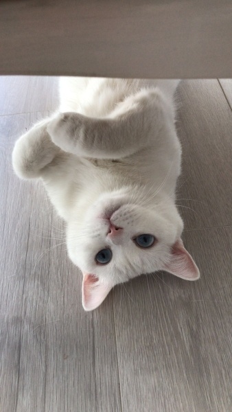 British Shorthair, Kedi  Lila fotoğrafı