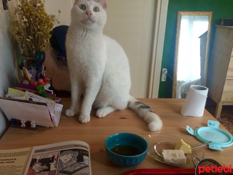 Ankara Kedisi, Kedi  Manolya fotoğrafı