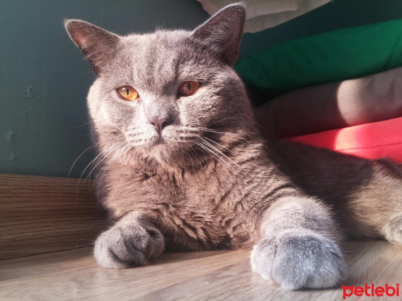 British Shorthair, Kedi  Nimbo fotoğrafı