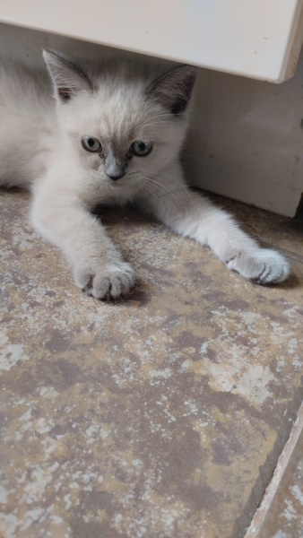 British Shorthair, Kedi  Miyav su fotoğrafı