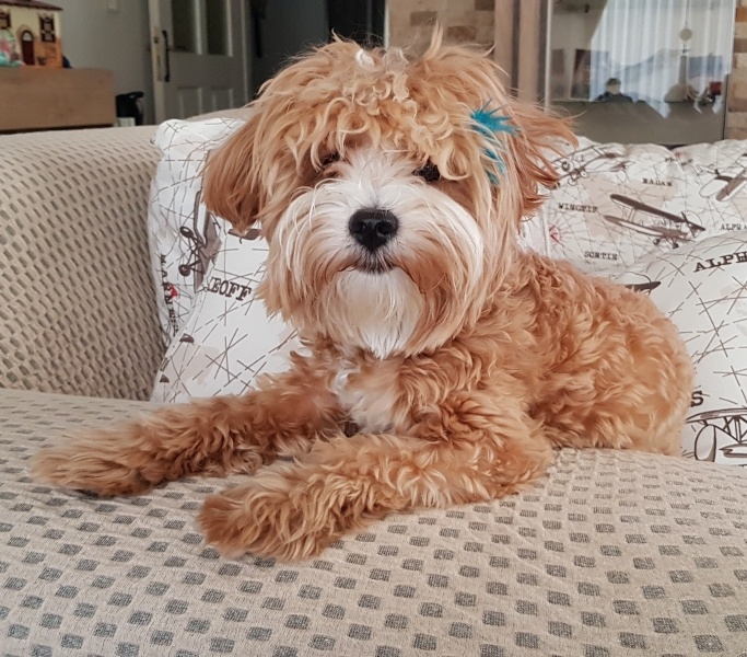 Maltese, Köpek  HERO fotoğrafı