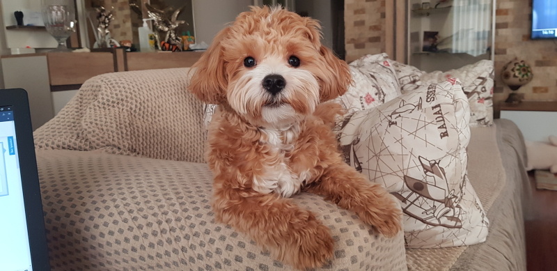 Maltese, Köpek  HERO fotoğrafı