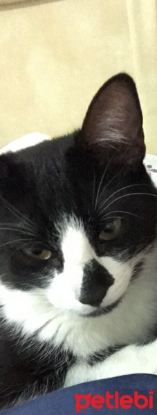 Tuxedo (Smokin) Kedi, Kedi  Pablo fotoğrafı