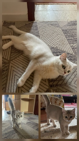 British Shorthair, Kedi  Maya fotoğrafı