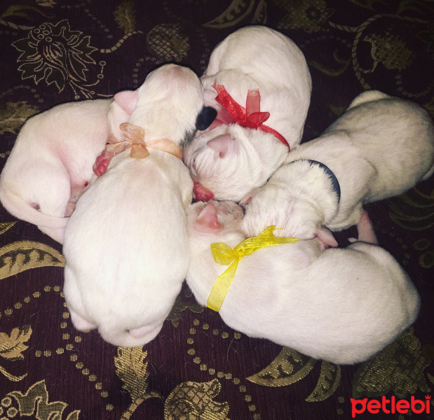 Dogo Arjantin, Köpek  Leyta,Markus fotoğrafı