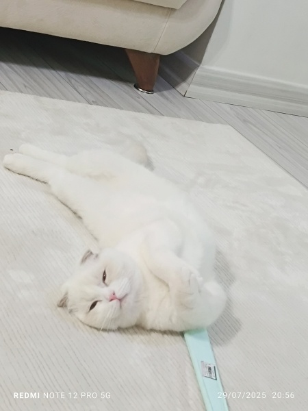 Scottish Fold, Kedi  Maviş fotoğrafı